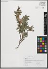 Foto von Salix waldsteiniana Willd.